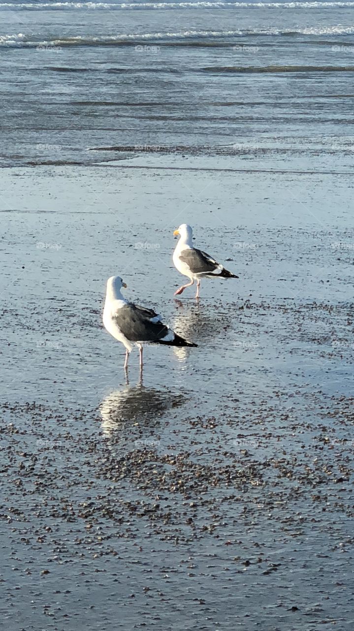 Ocean Seagulls