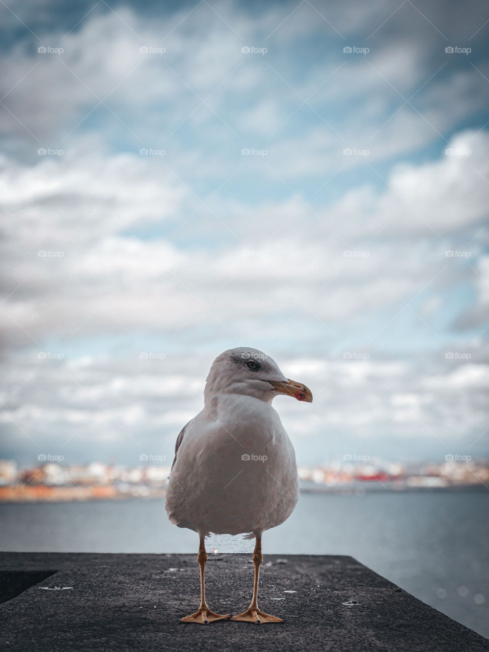 Gull security. Naples, Italy