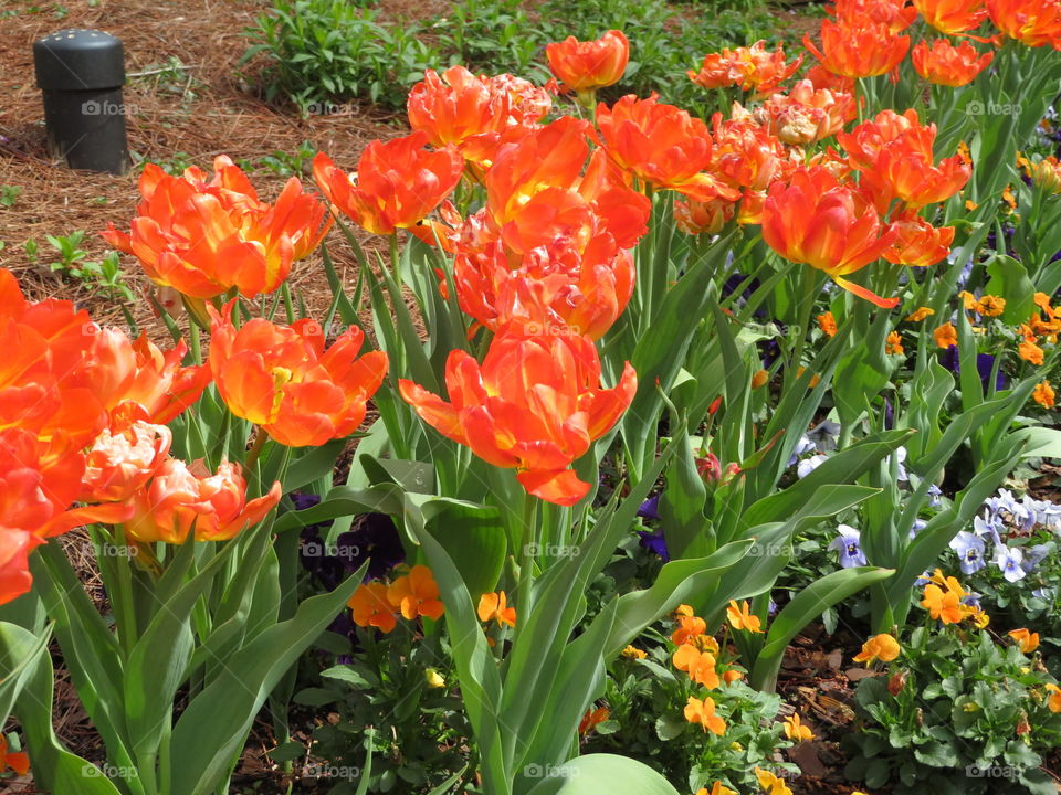 Orange tulips 