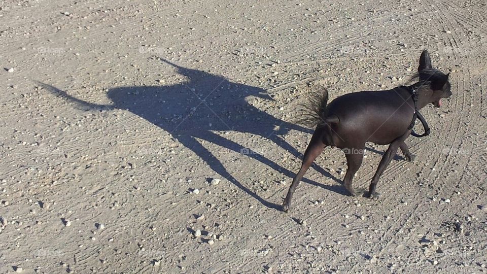 Chanese Crested With A  Shadow