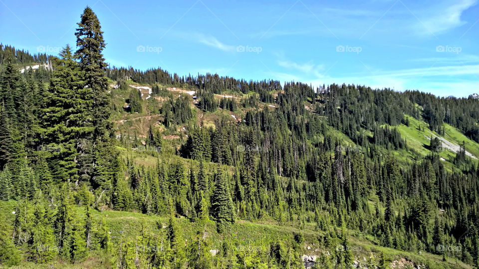 Mt.Rainier Hiking Trails Forest