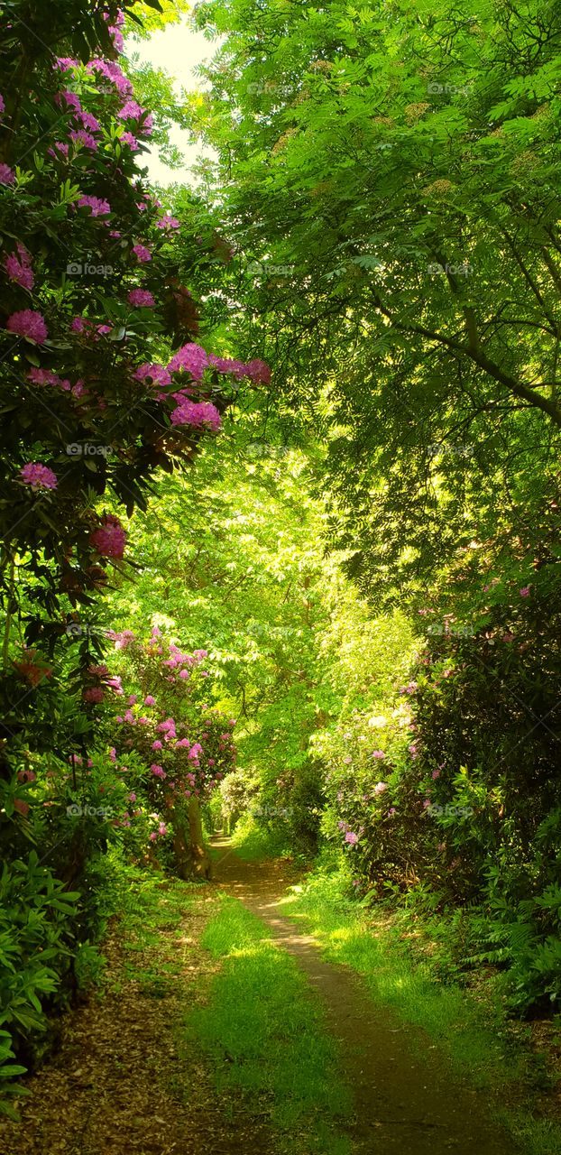 Rhododendron walk in the woods