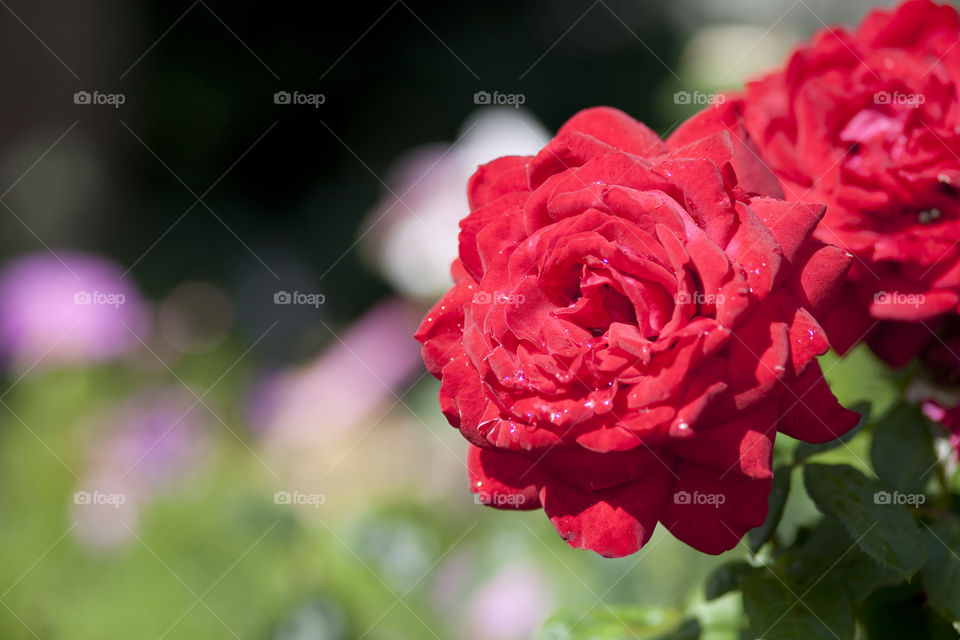 Red roses in a garden