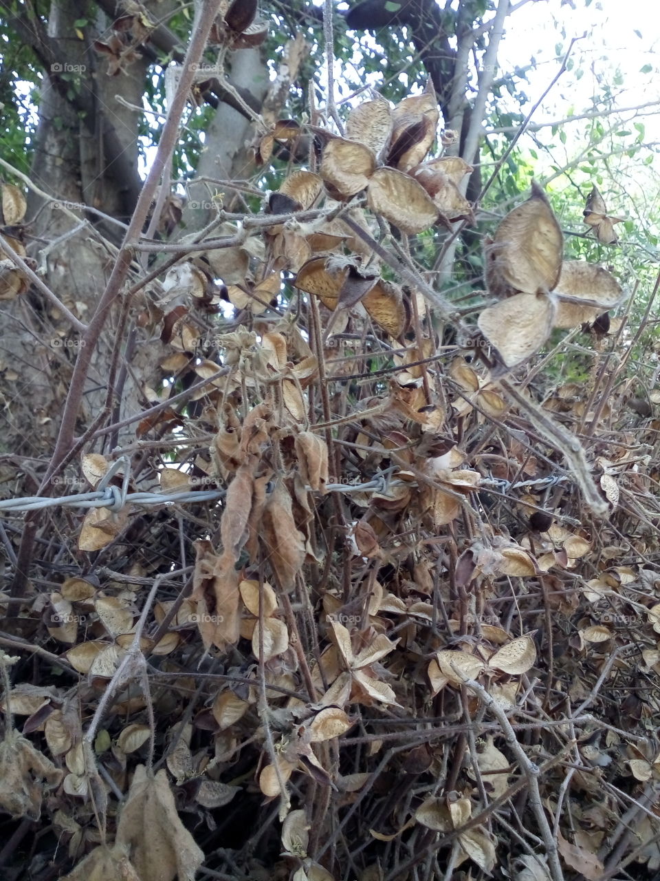 Dry tree of cottons