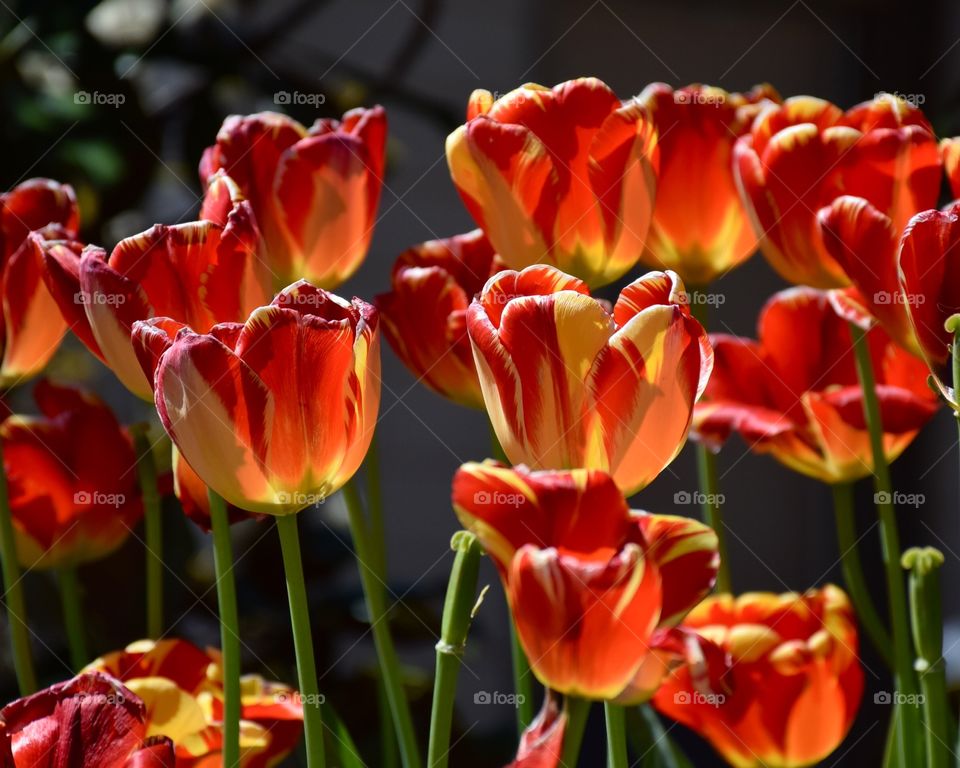 Spring tulips 