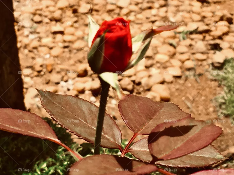Red roses