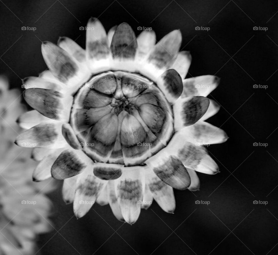 black and white flower