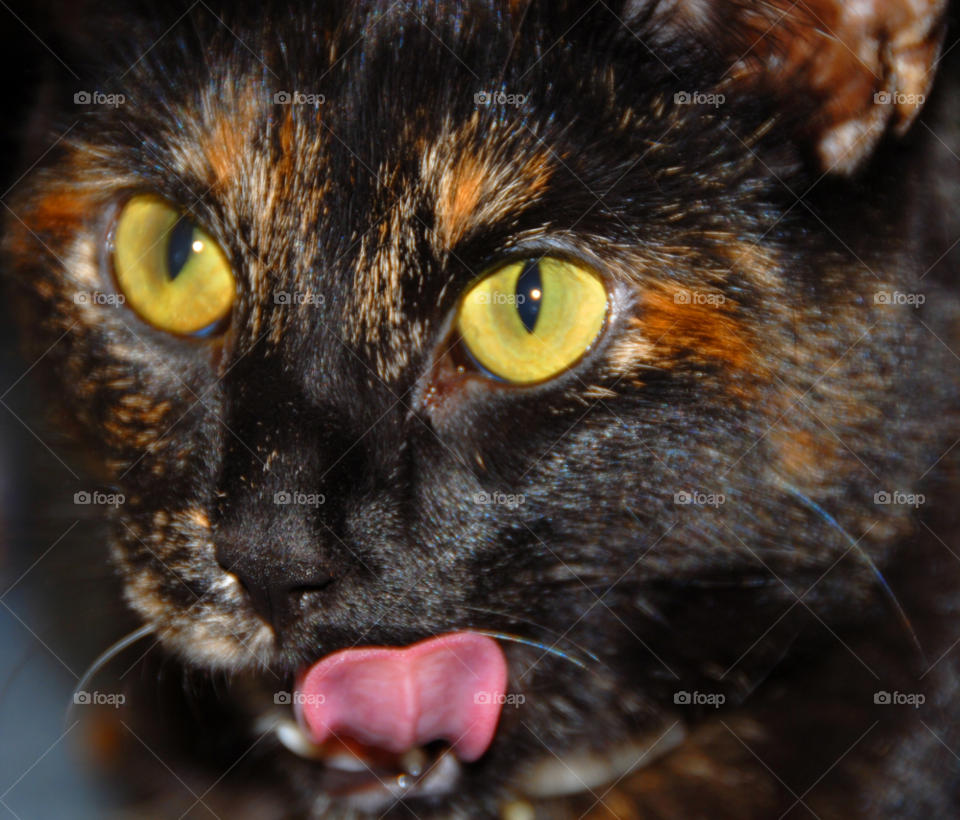 macro closeup cat head by lightanddrawing