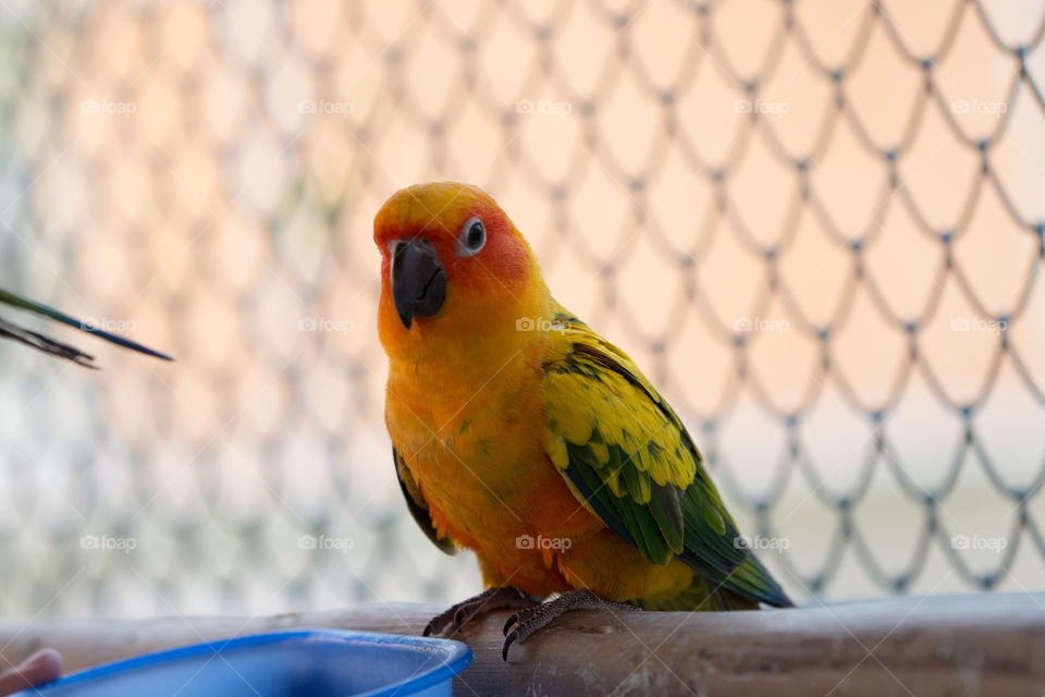 Bird, Parrot, No Person, Tropical, Wildlife