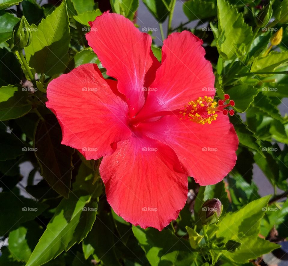 hibiscus