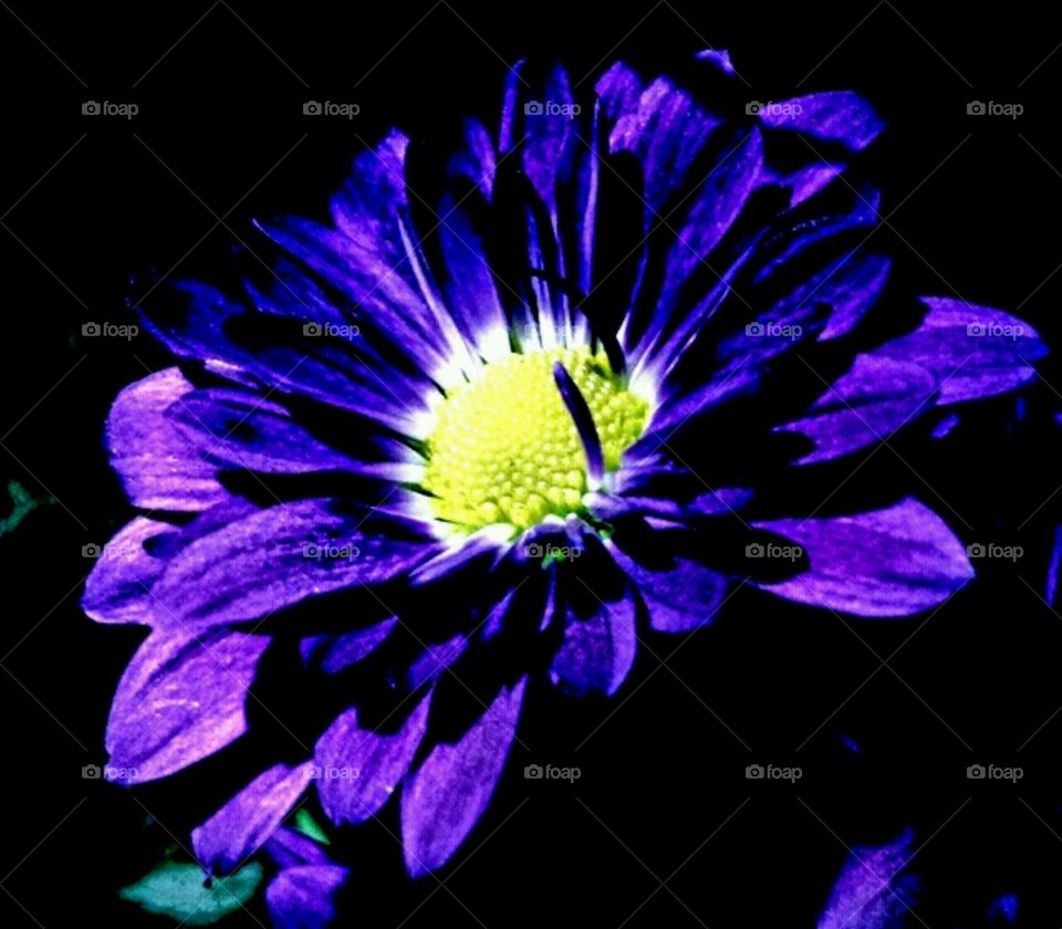 dayglow daisy. lighting effects