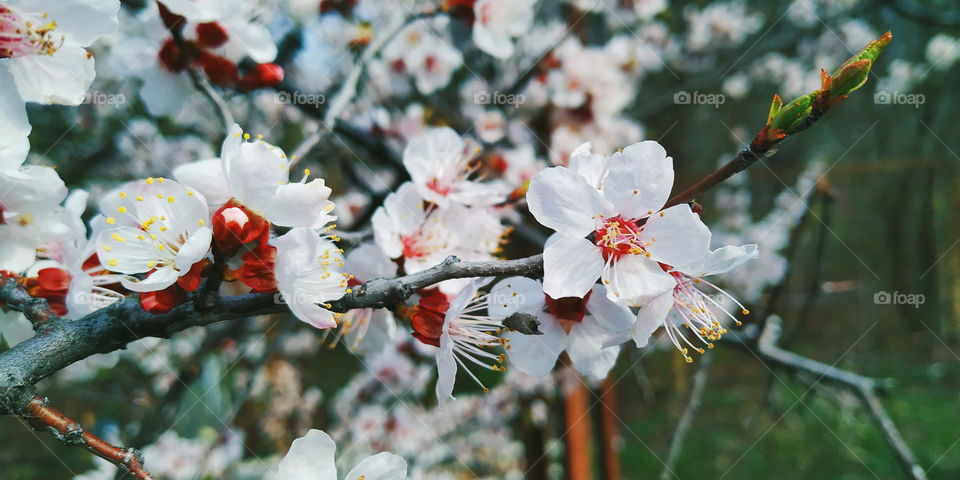 apricot bloom in the city of Kiev