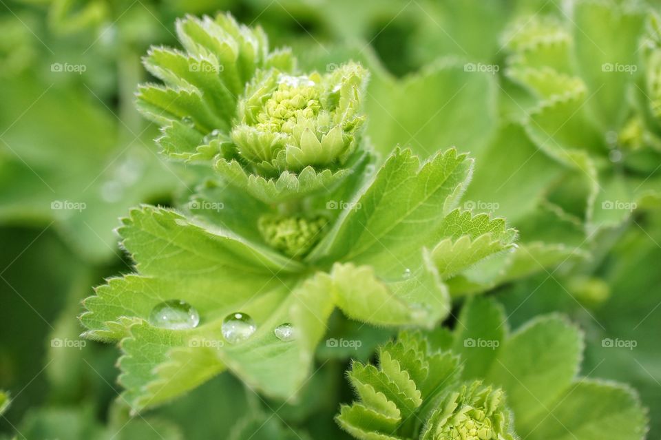 Water drops on lady's mantle