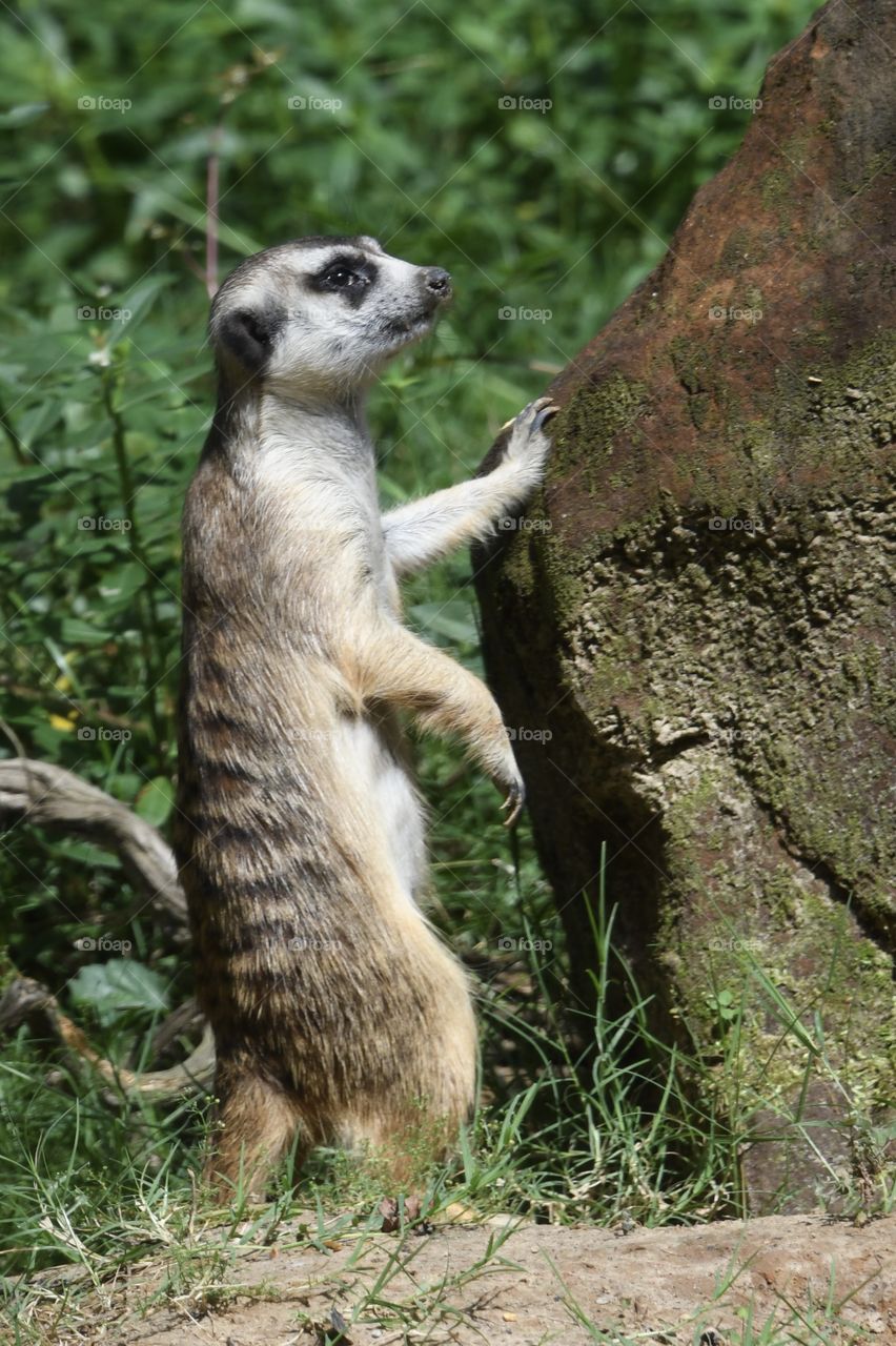 Meerkat  