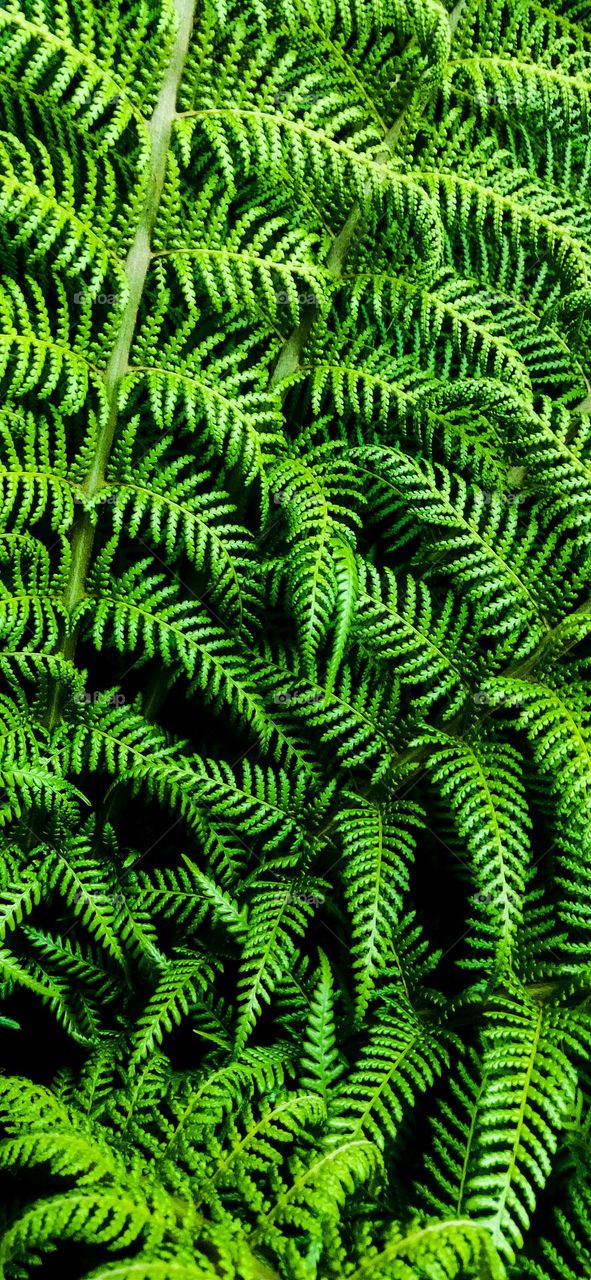 Fern