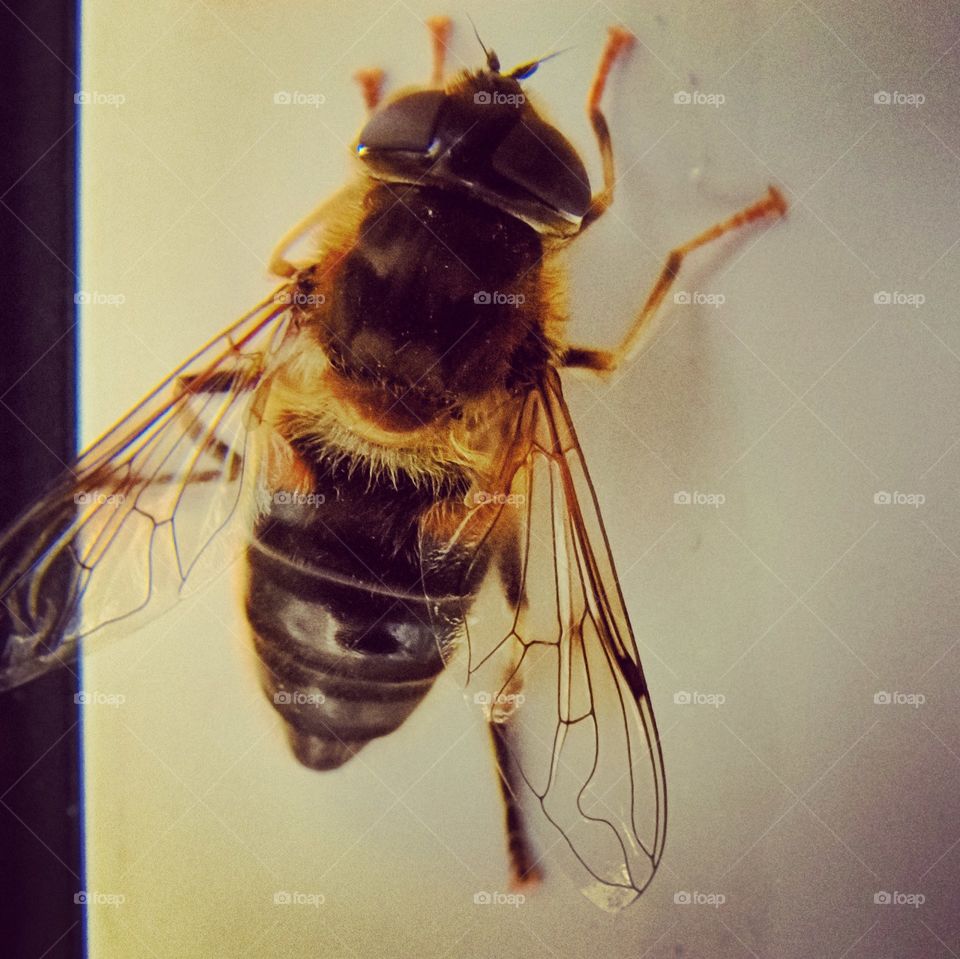 Bee taken by macro lens