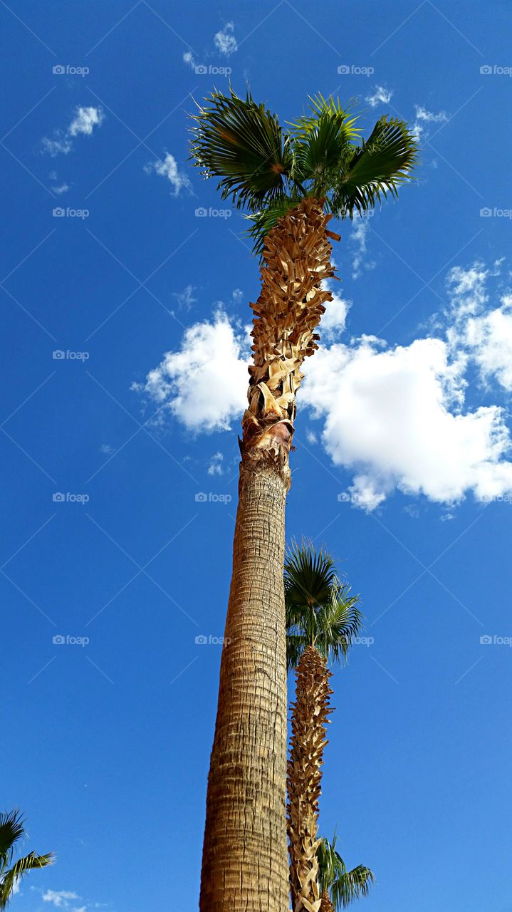 towering palms. towering palms in the desert sun