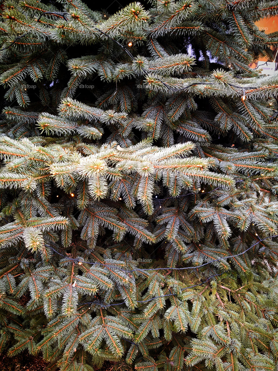 A part of a living tree, the needles of which are covered with frost.  Christmas tree decorated with a glowing garland