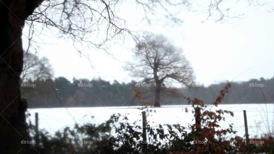 Tree, Landscape, Weather, Fog, Winter