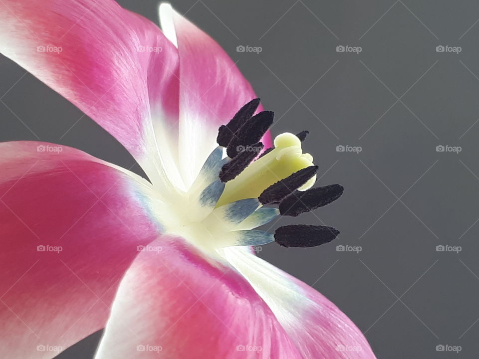Macroaufnahme einer Tulpe mit dunklem Hintergrund