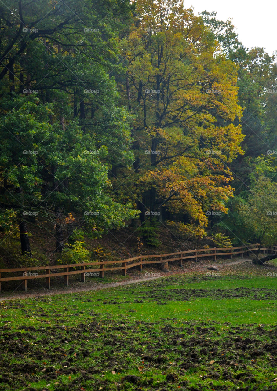 Autumn trees in forest