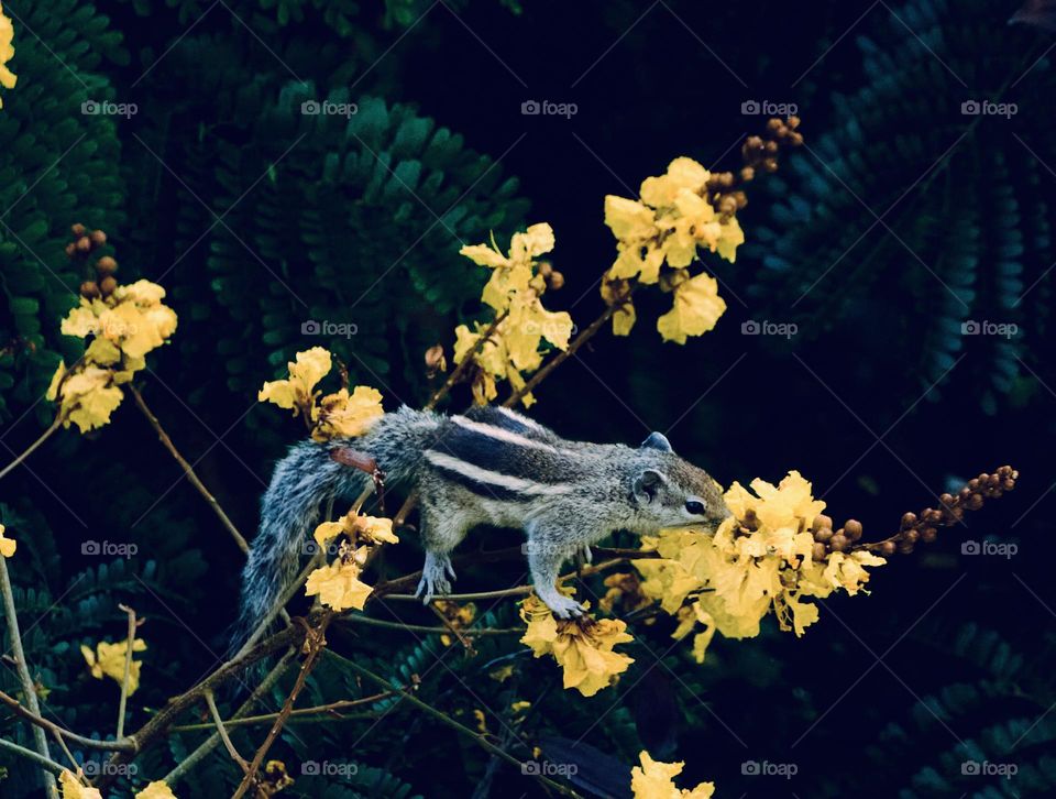 Nature - animal behaviour- Squirrel - yellow flower- 