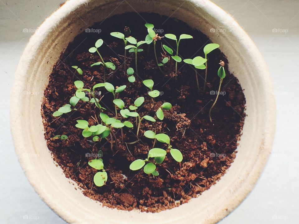 Growing plants 