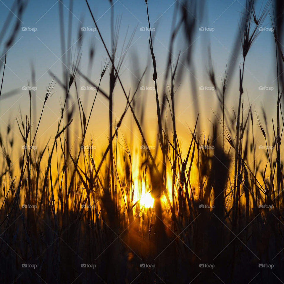 sky field sunset sun by majamaki