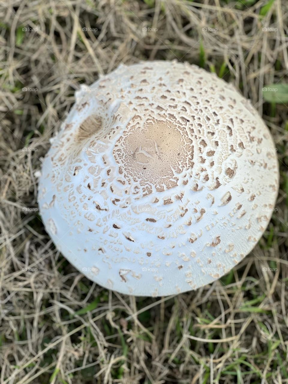 Mushroom