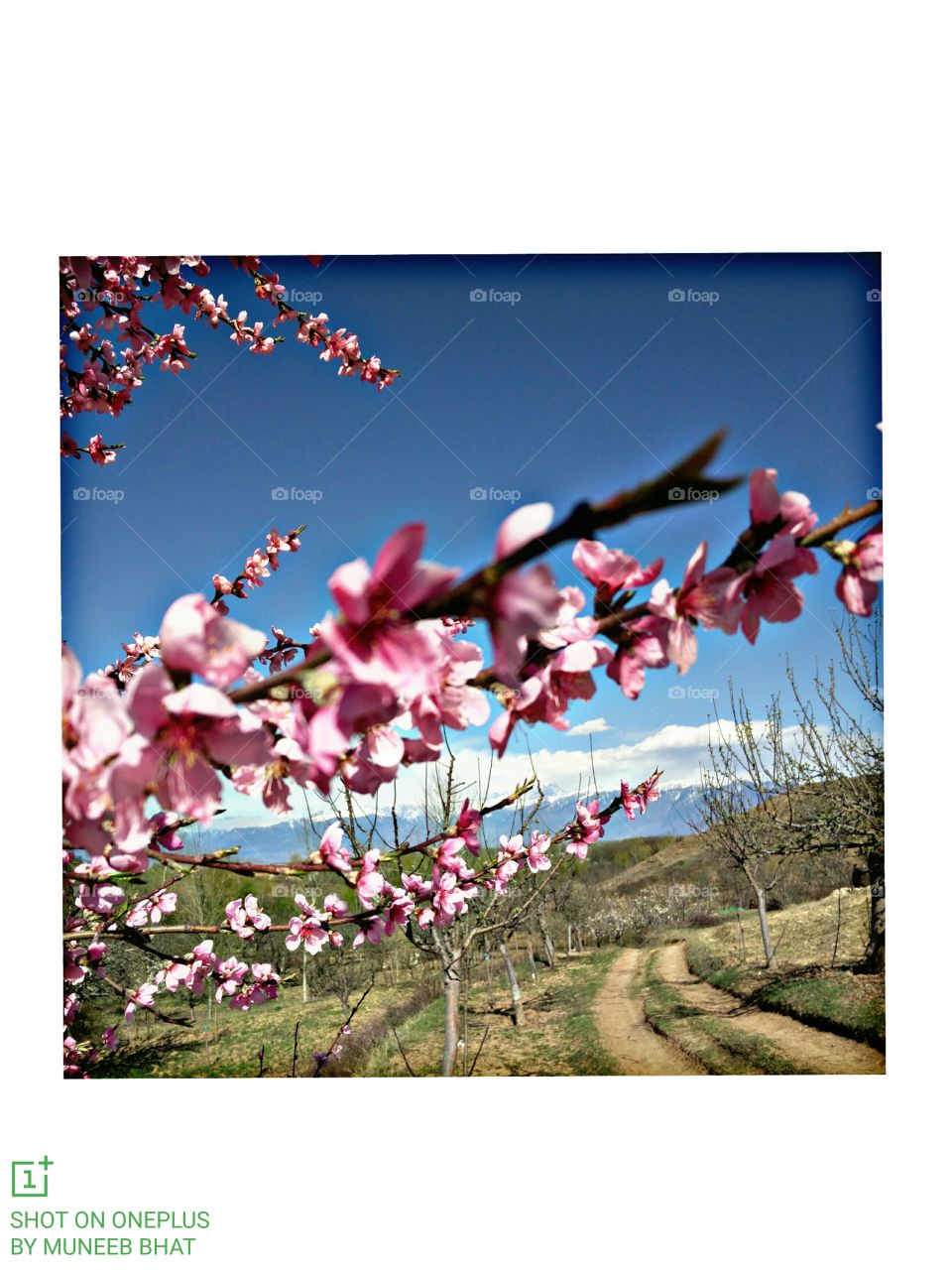 flower nature lover 
🌺🌹🌺
📸 Muneeb bhat