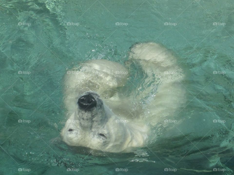 Swimming polar bear 