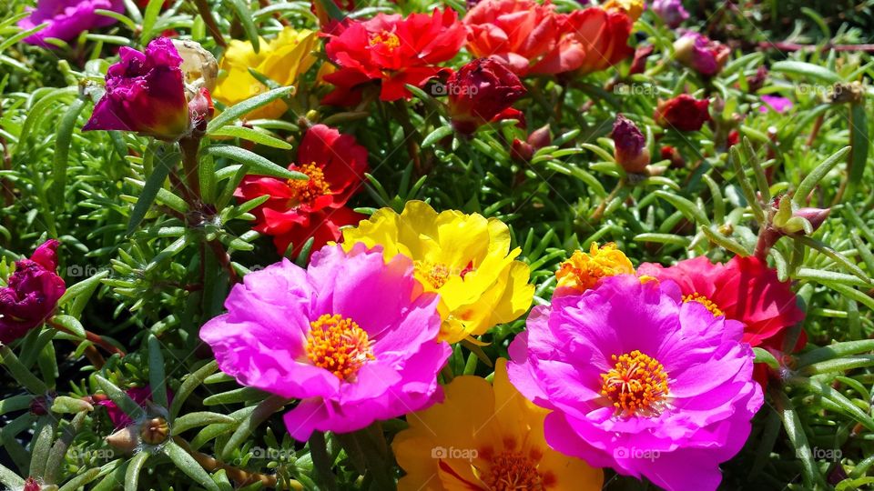 colorful flowers. happy flowers