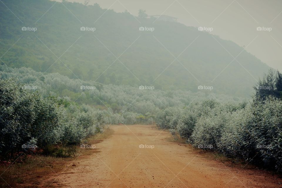 Bushes to keep company while strolling. Share words with them, they keep secrets for a lifetime.