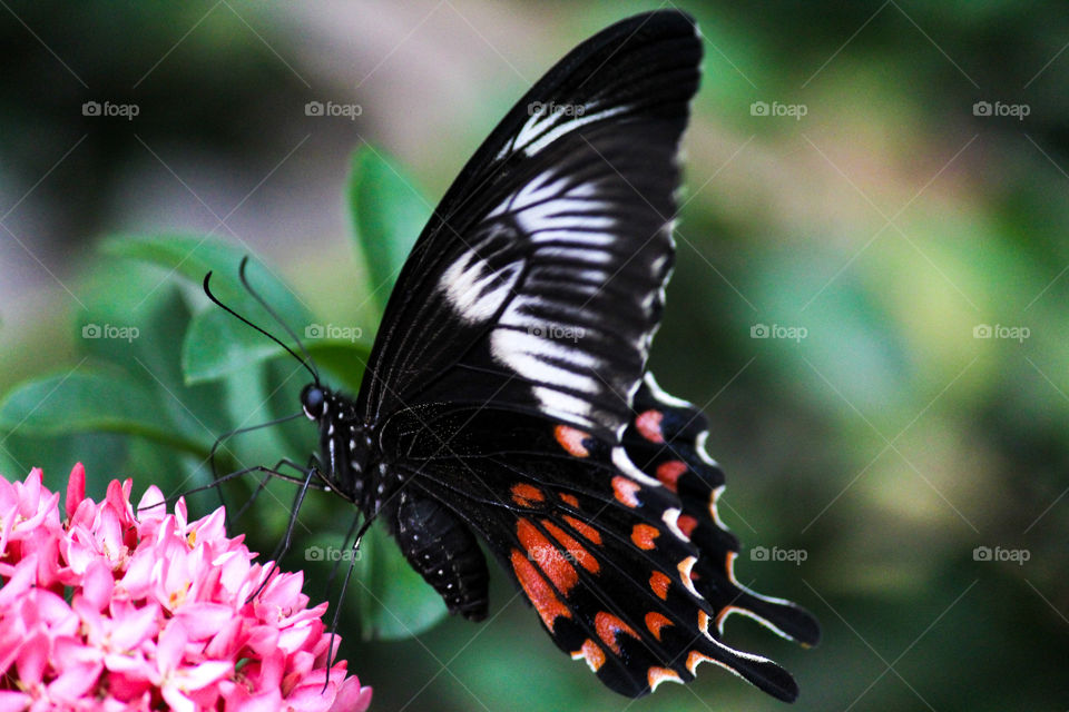 beautiful butterfly