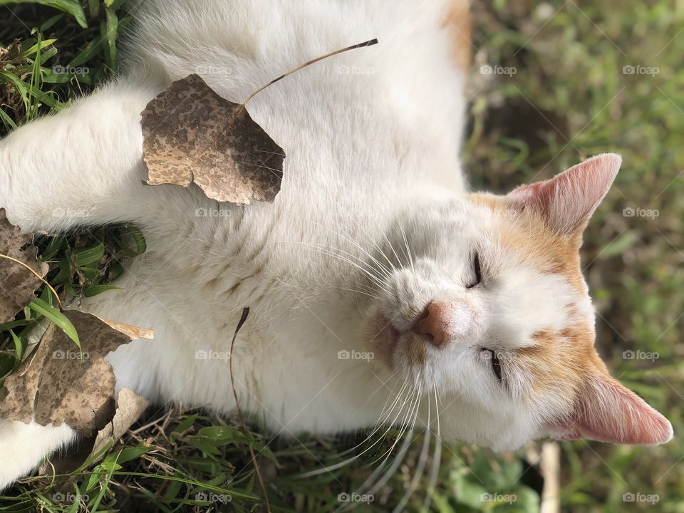 Kitty Relaxing on a fall day