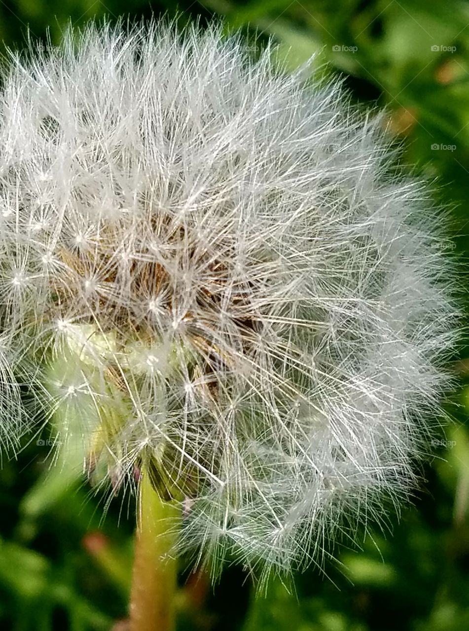 dandelion