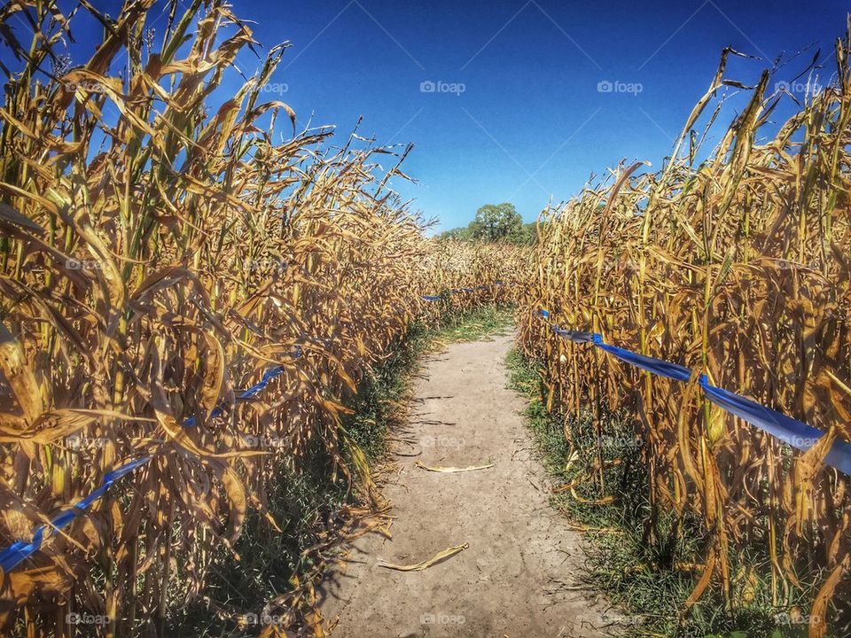 Corn Maze