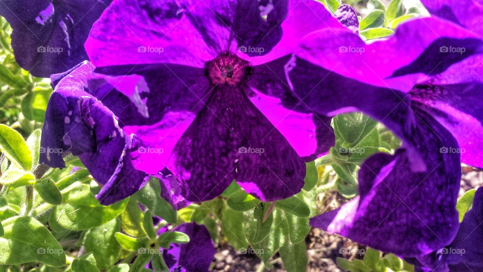 Nature. Purple Petunias