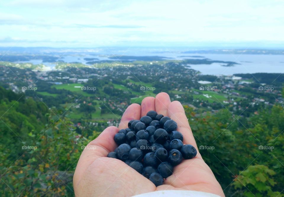 Picking blueberries