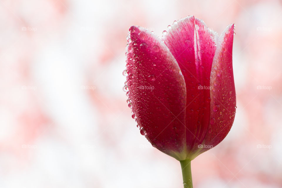 Nature, No Person, Flower, Summer, Tulip