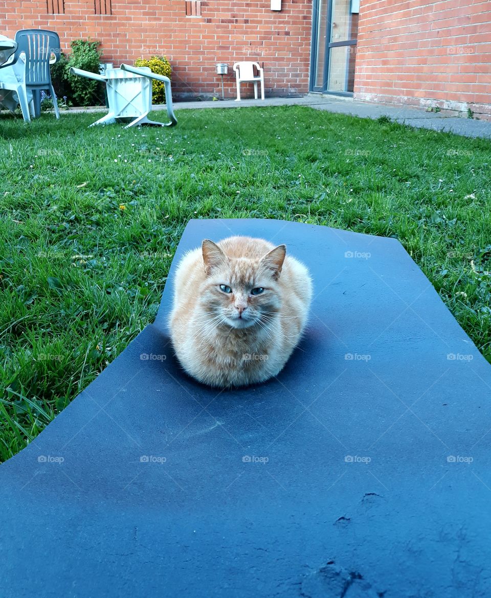 Yoga cat