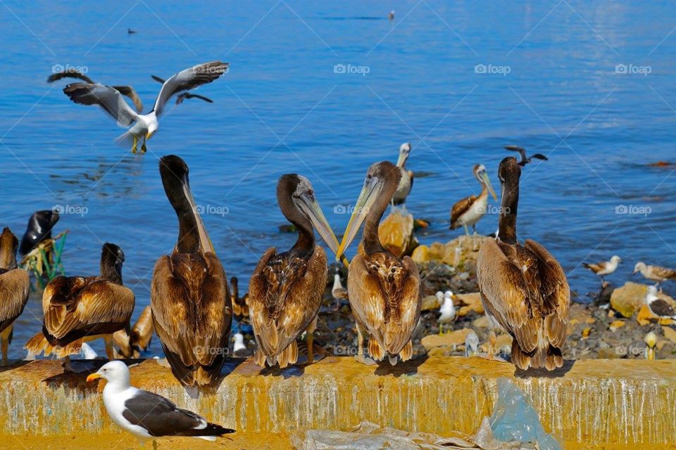 Pelicans in La Serena, Chile 