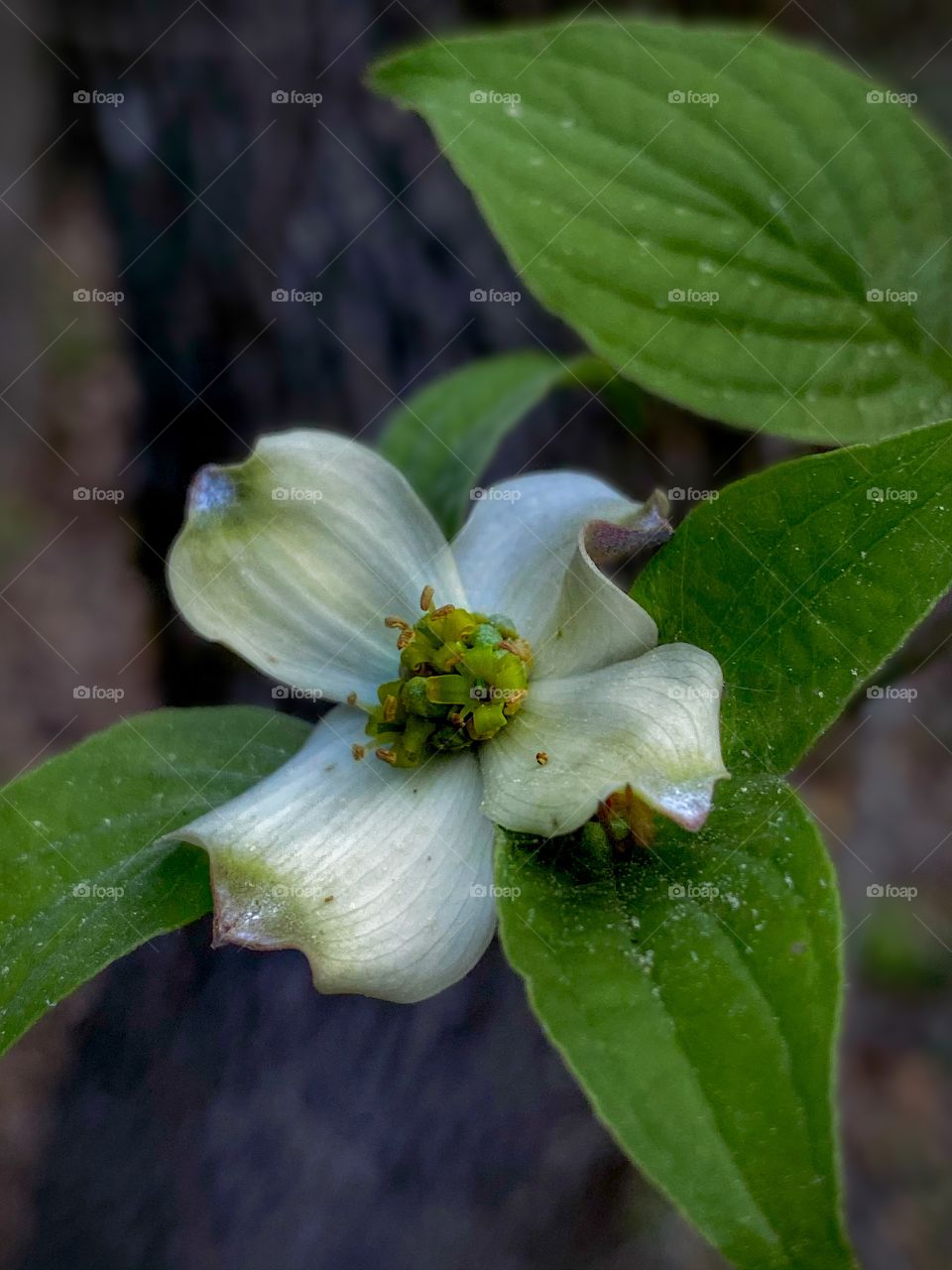 Dogwood 1