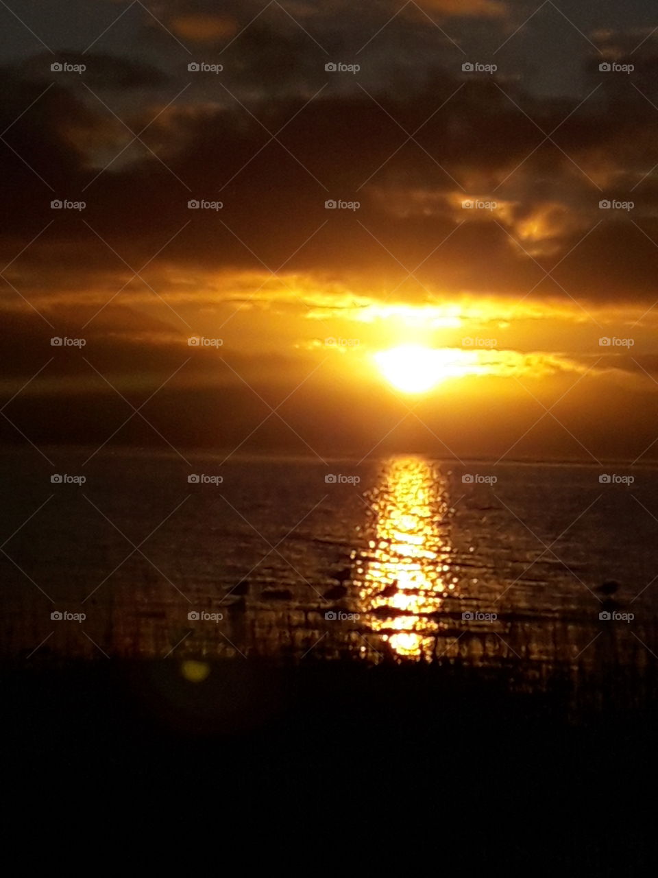 las aves le dan la bienvenida al sol