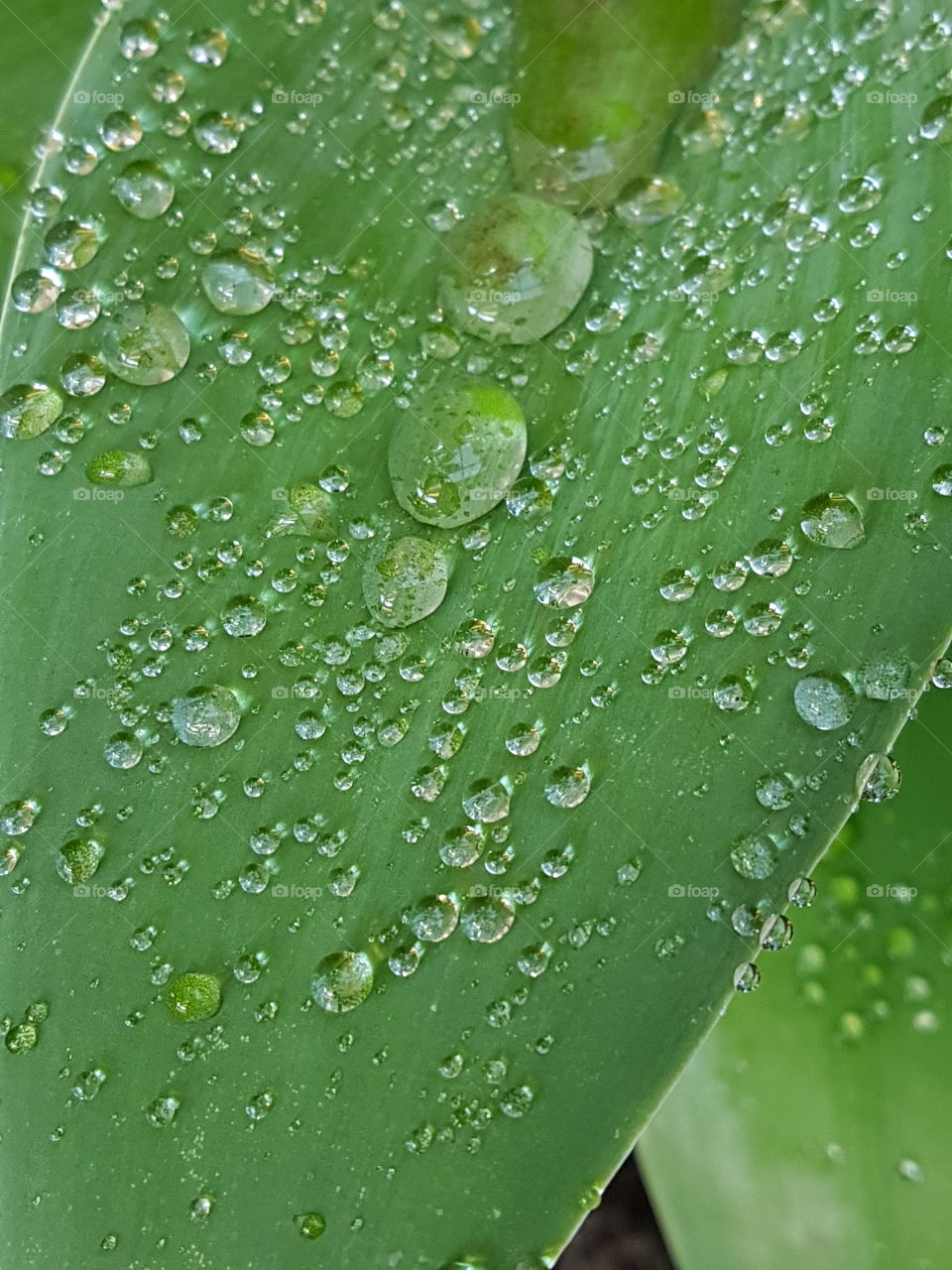 dew drops. water droplets