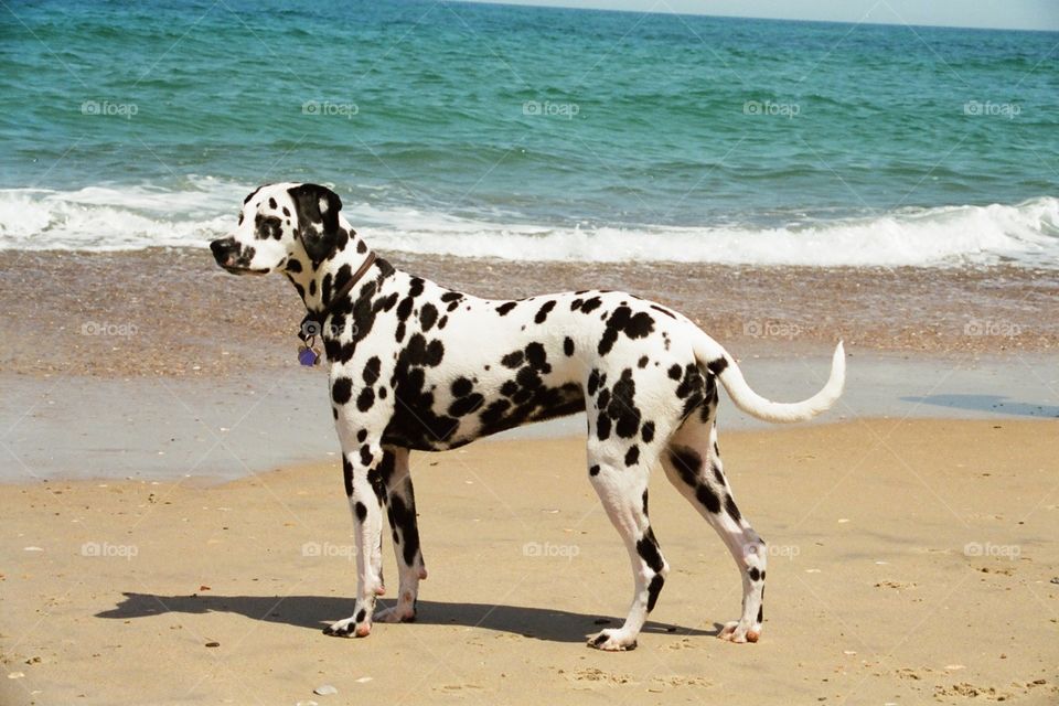 Nikki Dalmatian at Beach 