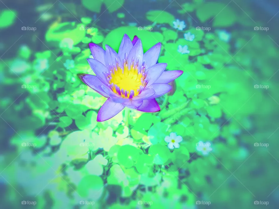 beautiful flower
