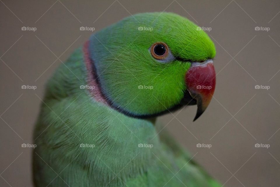 bird