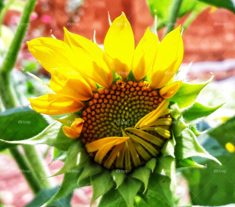 imperfection blossom