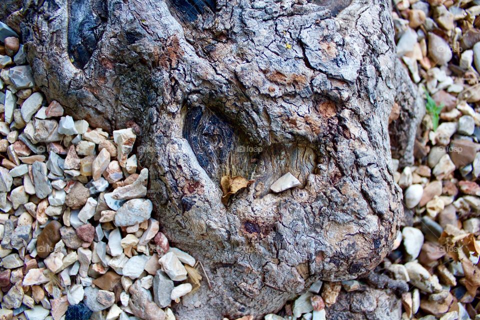 Natural heart in tree trunk